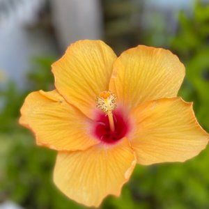 Meet your Posher, Donnette